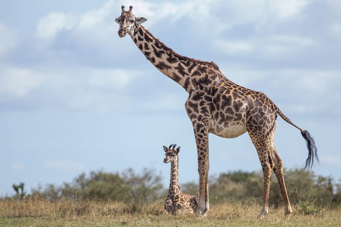 Nairobi National Park Day Tour - Is $170 per person good value?
