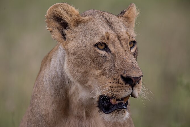 Nairobi National Park Day Tour - Why the 6 am departure is worth it