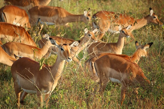 Nairobi National Park Early Morning or Afternoon Game Drive - Starting from your Nairobi hotel