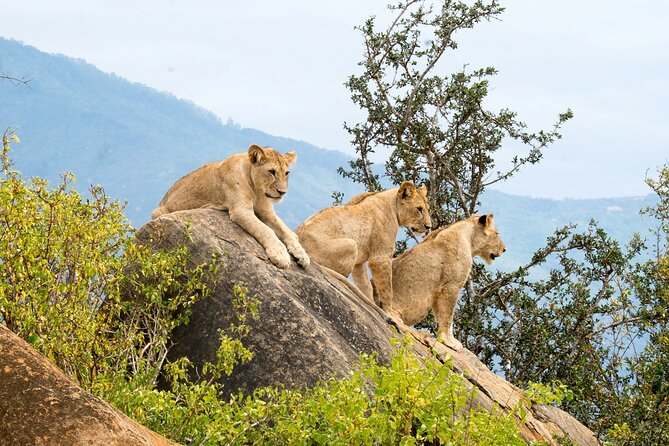 Nairobi National Park Early Morning or Afternoon Game Drive - The ivory-burning site adds important context