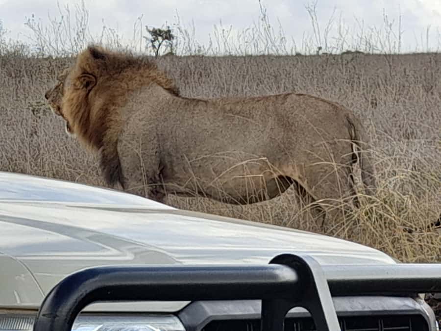 Nairobi: National Park Early Morning or Afternoon Game Drive - Practical rules that protect the animals