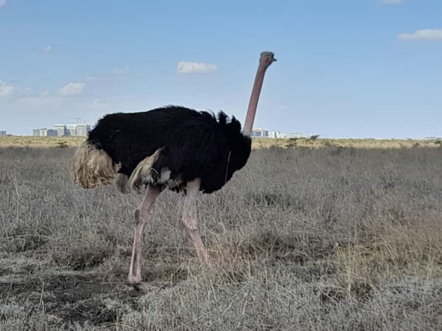 Nairobi: National Park Early Morning or Afternoon Game Drive - How the experience compares with a longer safari