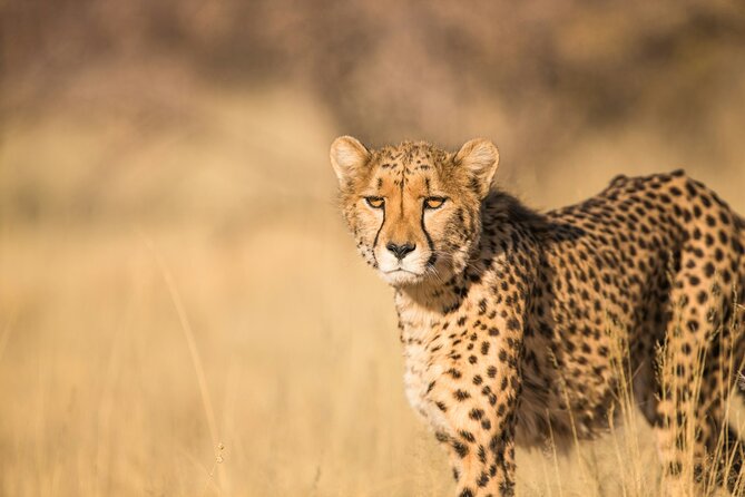 Nairobi: National Park Early Morning or Afternoon Game Drive - The pop-up roof makes wildlife viewing easier