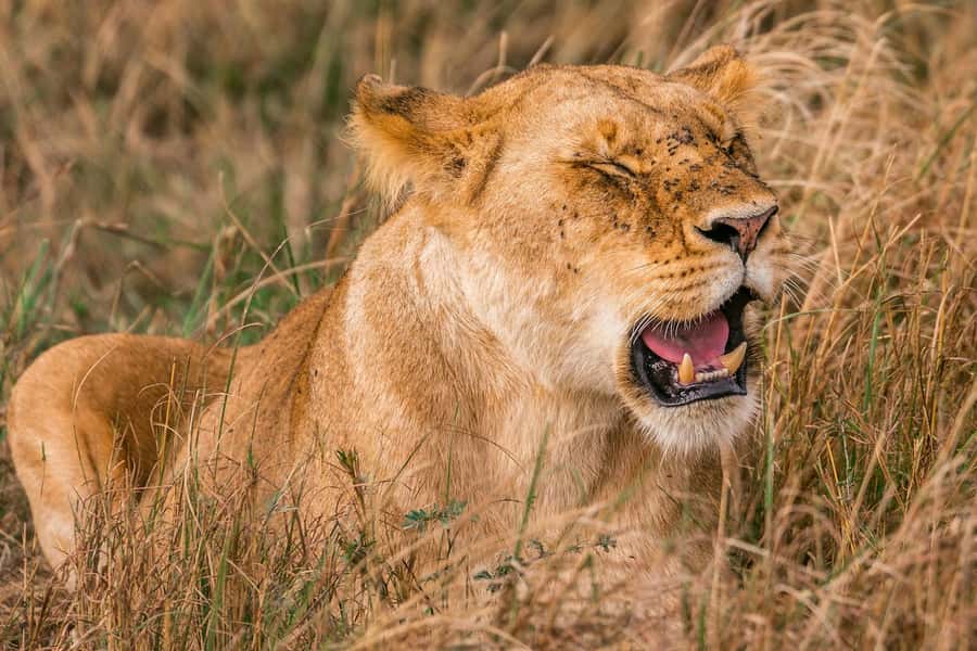 Nairobi: National Park Early Morning or Afternoon Tour - Nairobi National Park, safari country beside the capital