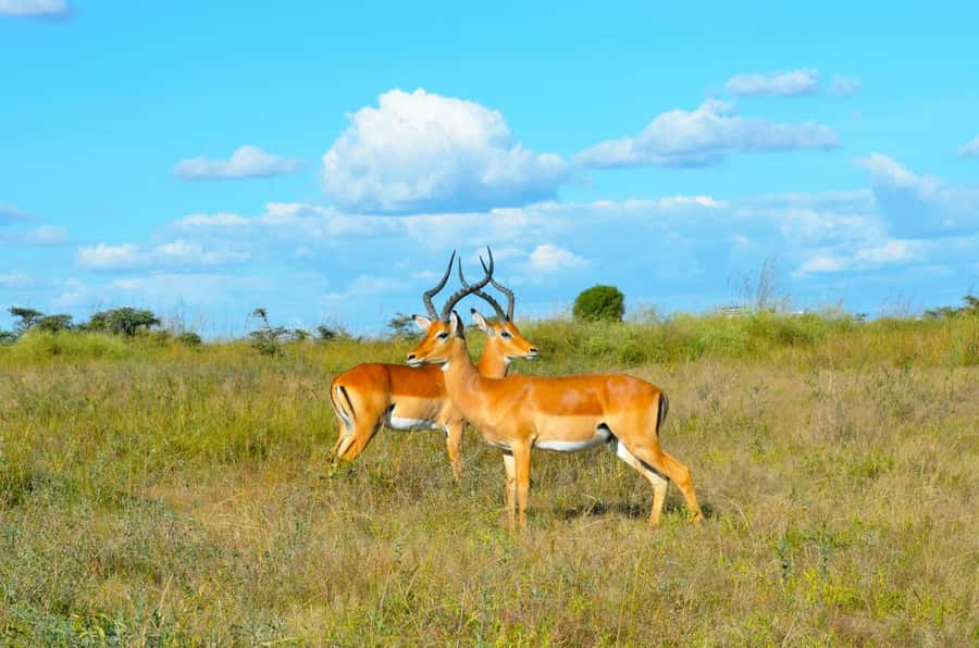 Nairobi: National Park Early Morning or Afternoon Tour - The Ivory Burning Site Monument