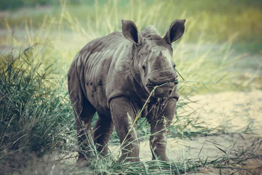 Nairobi: National Park Early Morning or Afternoon Tour - Early morning or afternoon: which should you choose?