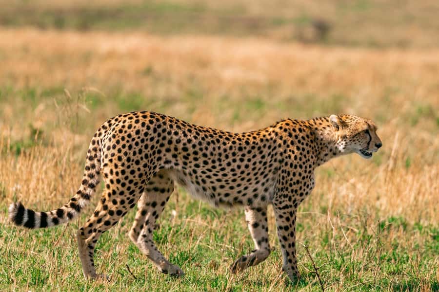Nairobi: National Park Early Morning or Afternoon Tour - The real cost of this short safari