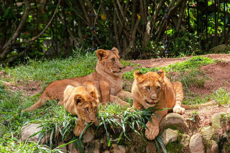 Nairobi: National Park Early Morning or Afternoon Tour - Hotel pickup and the 30-minute ride