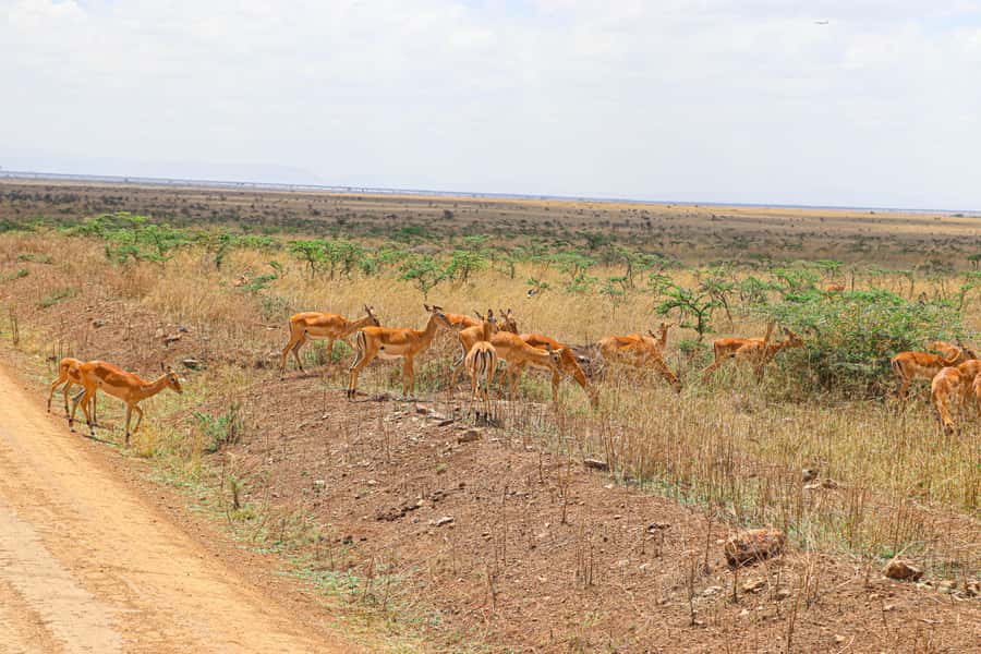 Nairobi National Park: & Elephant Orphanage 4X4 Jeep Tour - Key Points Before You Book