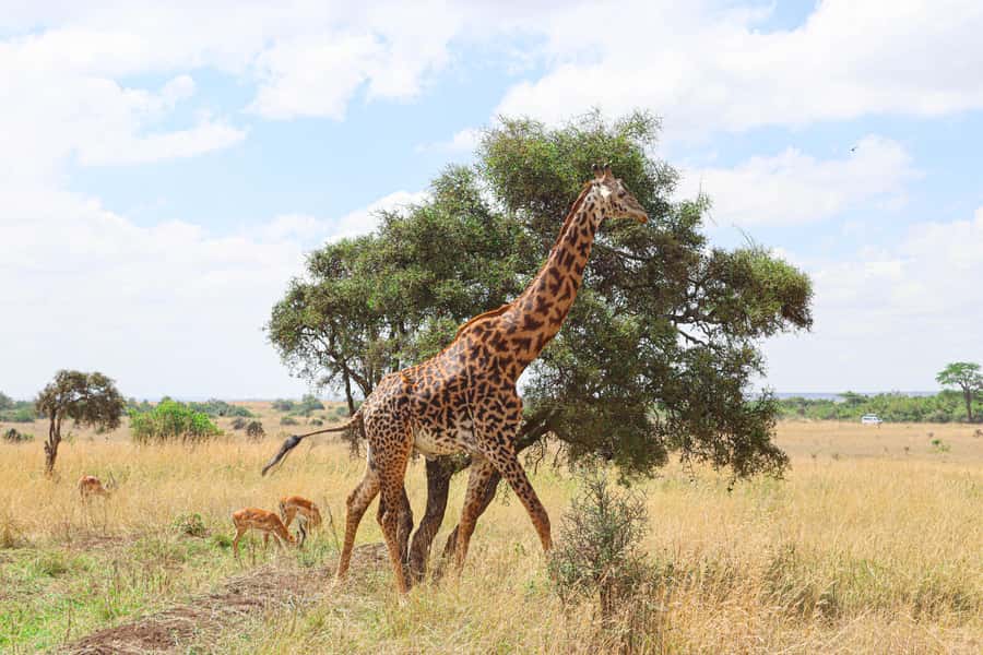 Nairobi National Park: & Elephant Orphanage 4X4 Jeep Tour - A Safari Beside Nairobi’s High-Rises