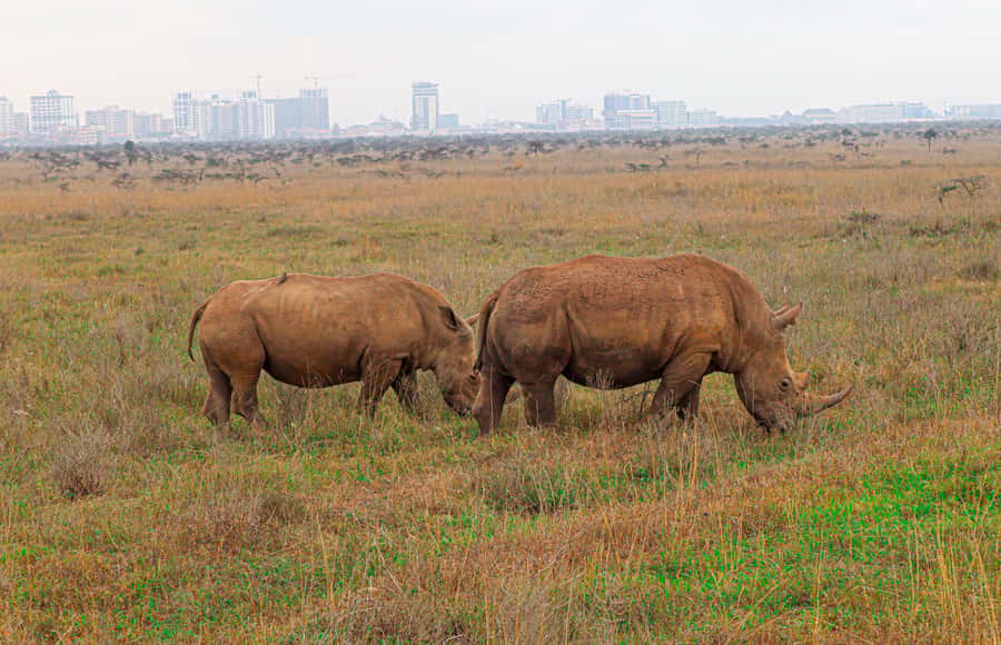 Nairobi National Park: & Elephant Orphanage 4X4 Jeep Tour - What You Can See Inside Nairobi National Park