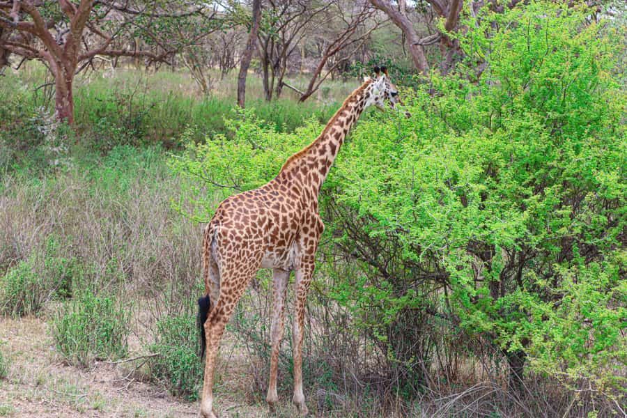 Nairobi National Park: & Elephant Orphanage 4X4 Jeep Tour - The Ivory Monument Adds Meaning to the Drive