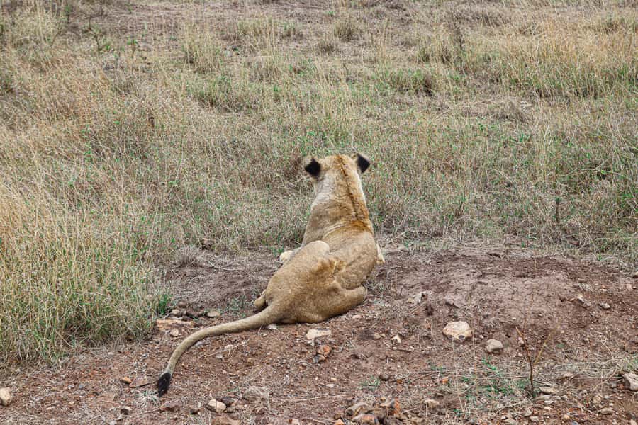 Nairobi National Park: & Elephant Orphanage 4X4 Jeep Tour - Six Hours, With Room for a Longer Day