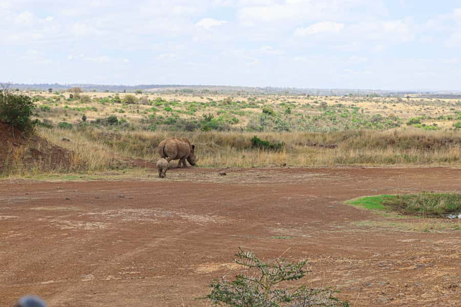 Nairobi National Park: & Elephant Orphanage 4X4 Jeep Tour - What the $130 Price Really Covers