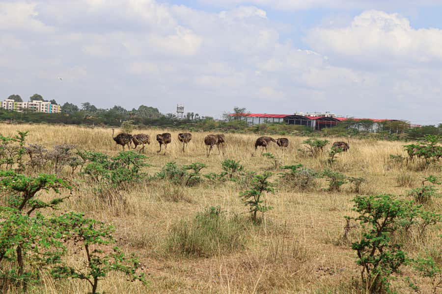 Nairobi National Park: & Elephant Orphanage 4X4 Jeep Tour - Guide Quality and Group Expectations