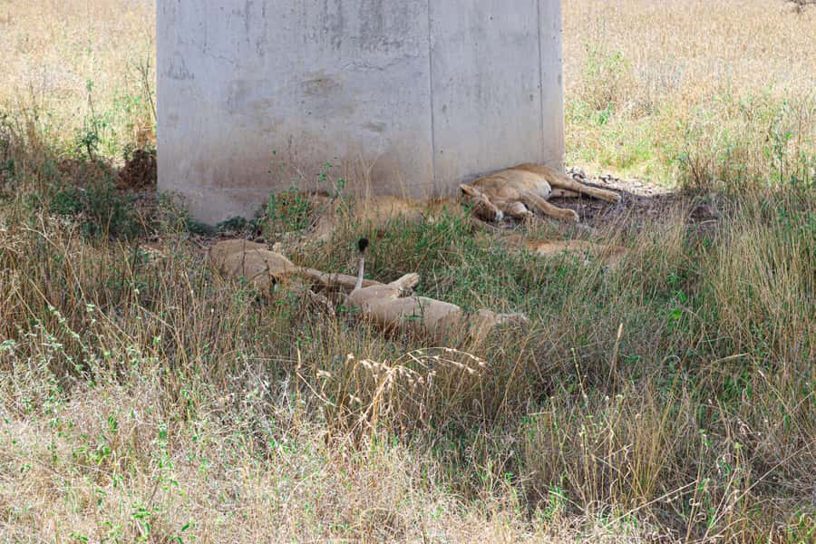 Nairobi National Park: & Elephant Orphanage 4X4 Jeep Tour - What to Bring and What to Expect