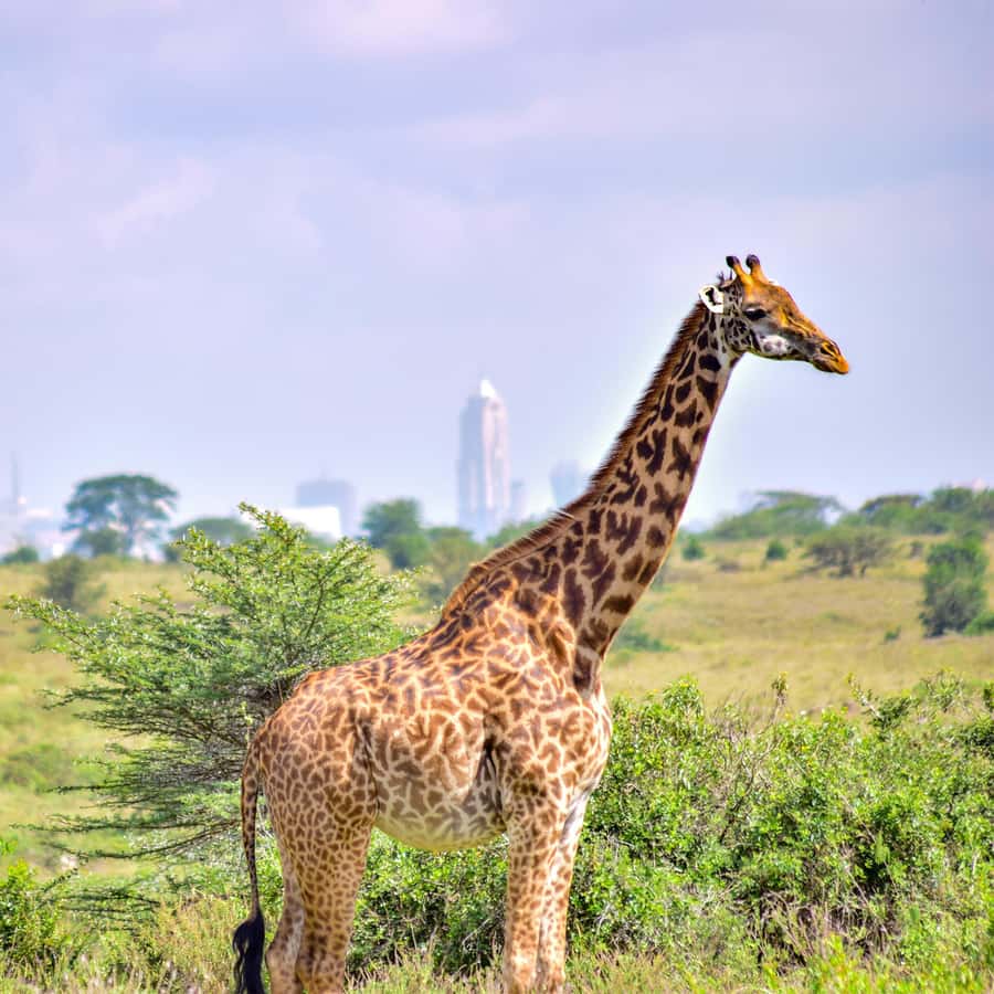 Nairobi National Park: & Elephant Orphanage 4X4 Jeep Tour - The Open-Roof Land Cruiser Makes the Difference