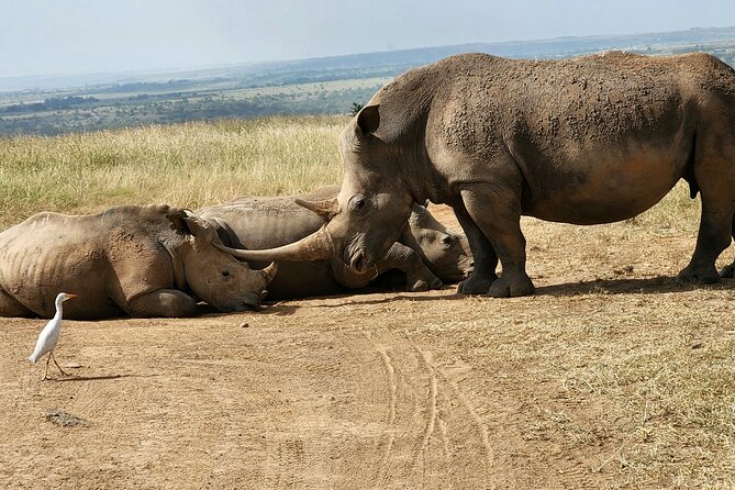 Nairobi National Park, Elephant Orphanage and Giraffe Center Tour - Giraffe Centre: an up-close conservation stop