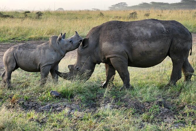 Nairobi National Park, Elephant Orphanage and Giraffe Center Tour - What the $85 price really covers