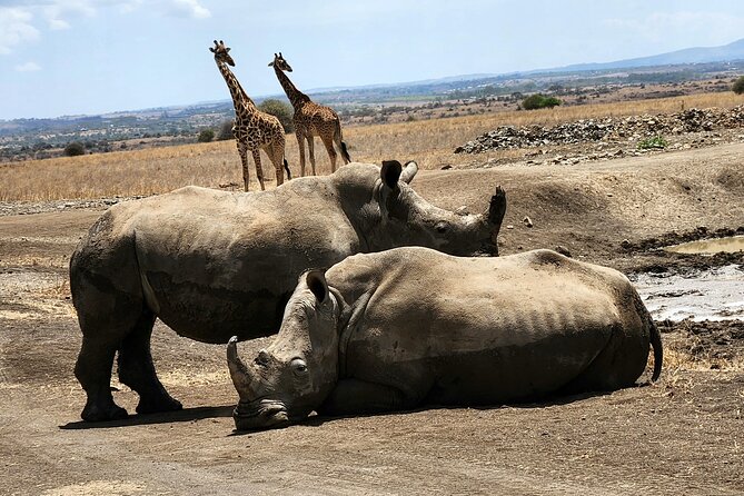Nairobi National Park, Elephant Orphanage and Giraffe Center Tour - Guides and the small details that shape the day