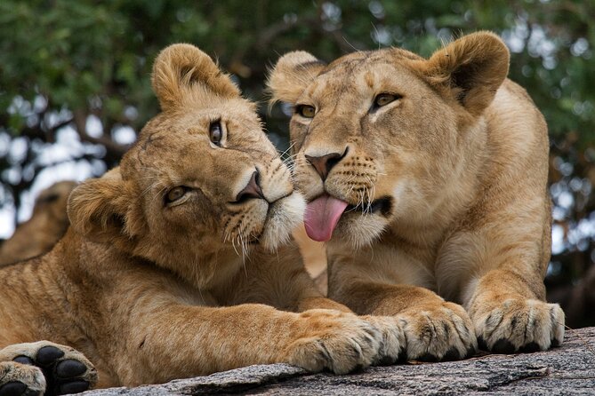 Nairobi National Park, Elephant Orphanage and Giraffe Centre - Nairobi National Park, where city and savanna meet