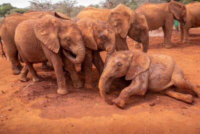 Nairobi National Park, Elephant Orphanage and Giraffe Centre