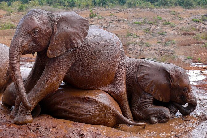 Nairobi National Park, Elephant Orphanage and Giraffe Centre - Lunch and the reality of a long Nairobi day