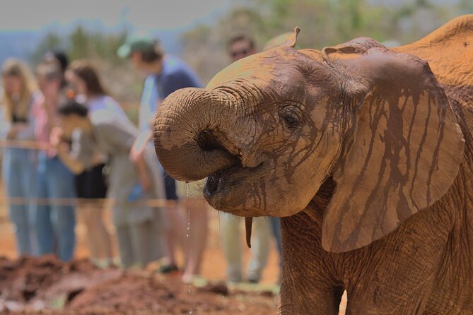 Nairobi National Park, Elephant Orphanage and Giraffe Centre - Who should choose this Nairobi wildlife tour