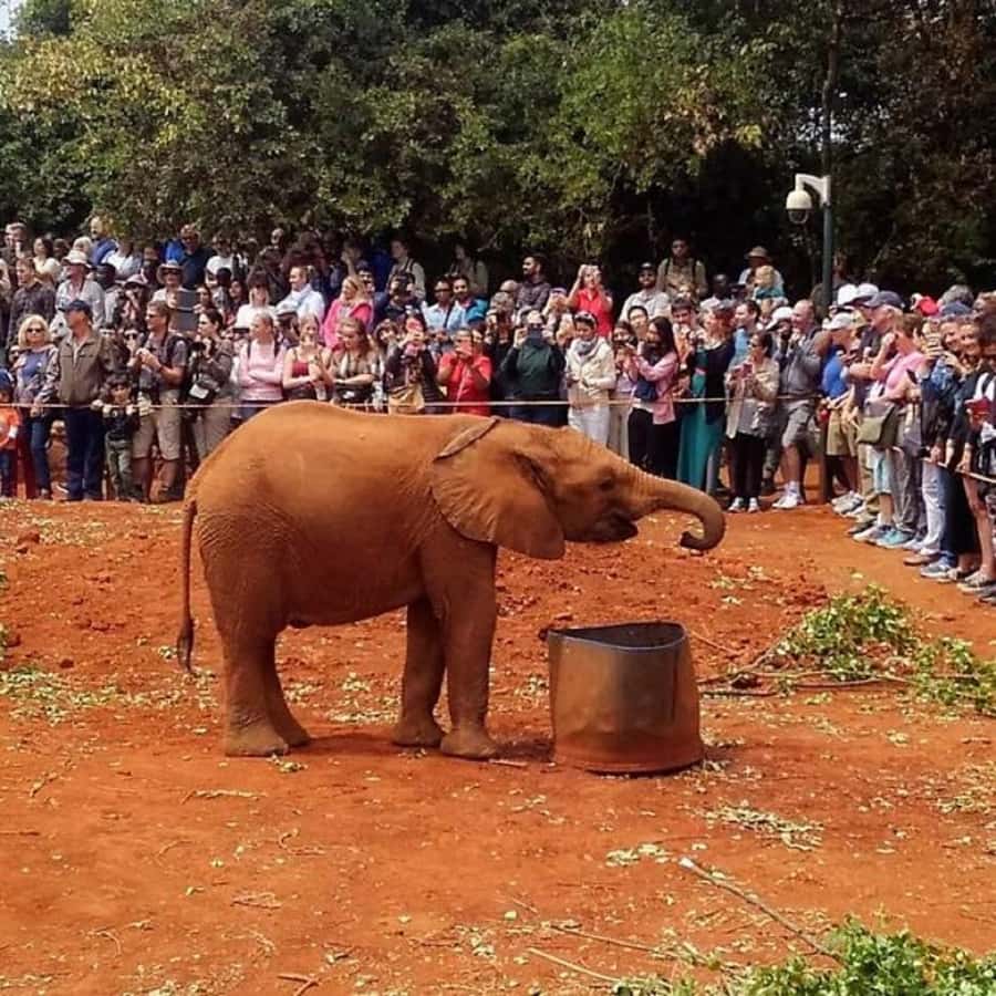 Nairobi: National Park, Elephant Orphanage, and Giraffe Tour - Key points to know before booking
