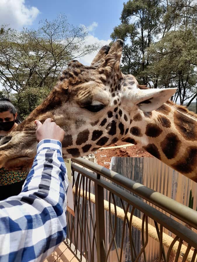 Nairobi: National Park, Elephant Orphanage, and Giraffe Tour - The David Sheldrick Wildlife Trust and its orphaned elephants