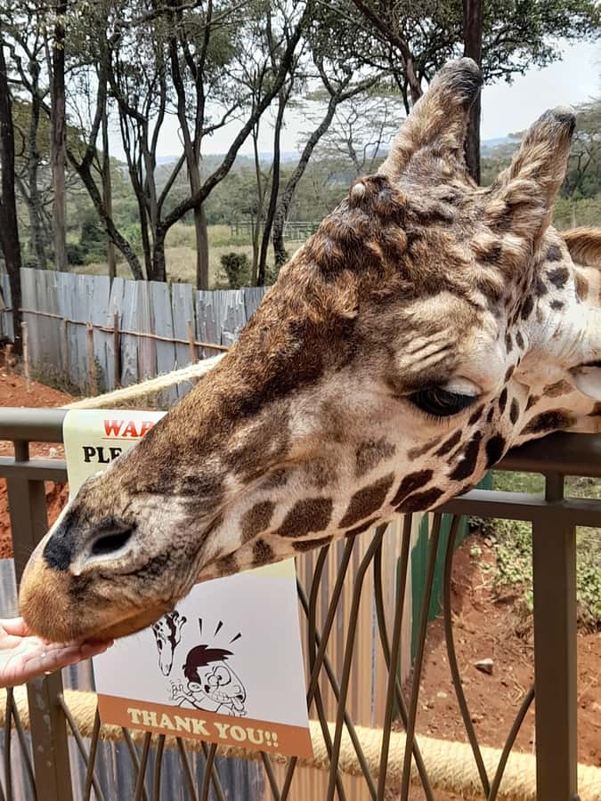 Nairobi: National Park, Elephant Orphanage, and Giraffe Tour - Kobe Tough Beads: a useful change of pace