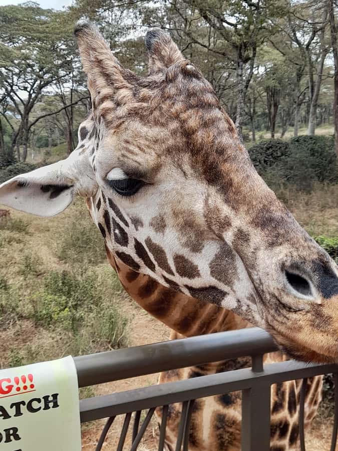 Nairobi: National Park, Elephant Orphanage, and Giraffe Tour - The Giraffe Centre and the Rothschild’s giraffe