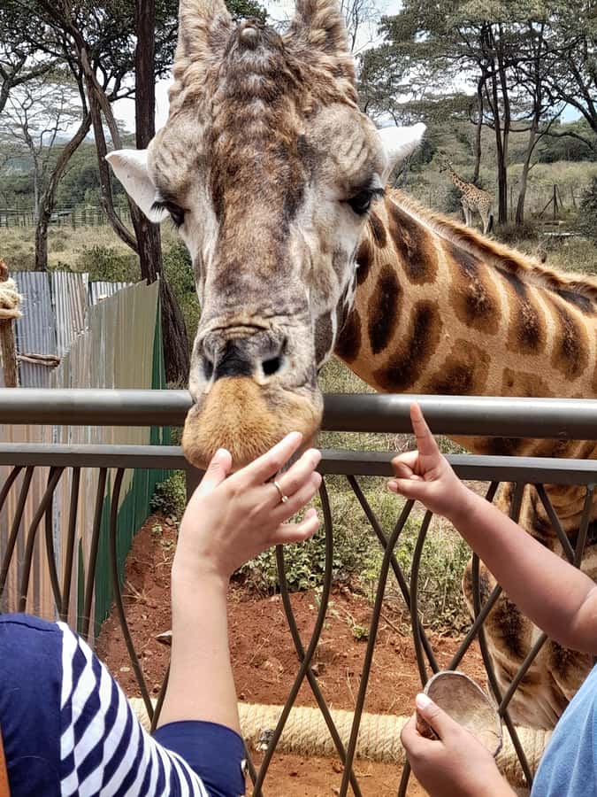 Nairobi: National Park, Elephant Orphanage, and Giraffe Tour - What the $80 price really means