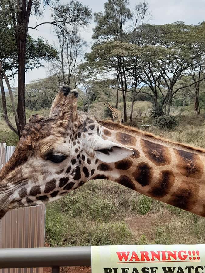 Nairobi: National Park, Elephant Orphanage, and Giraffe Tour - Timing, comfort, and practical preparation