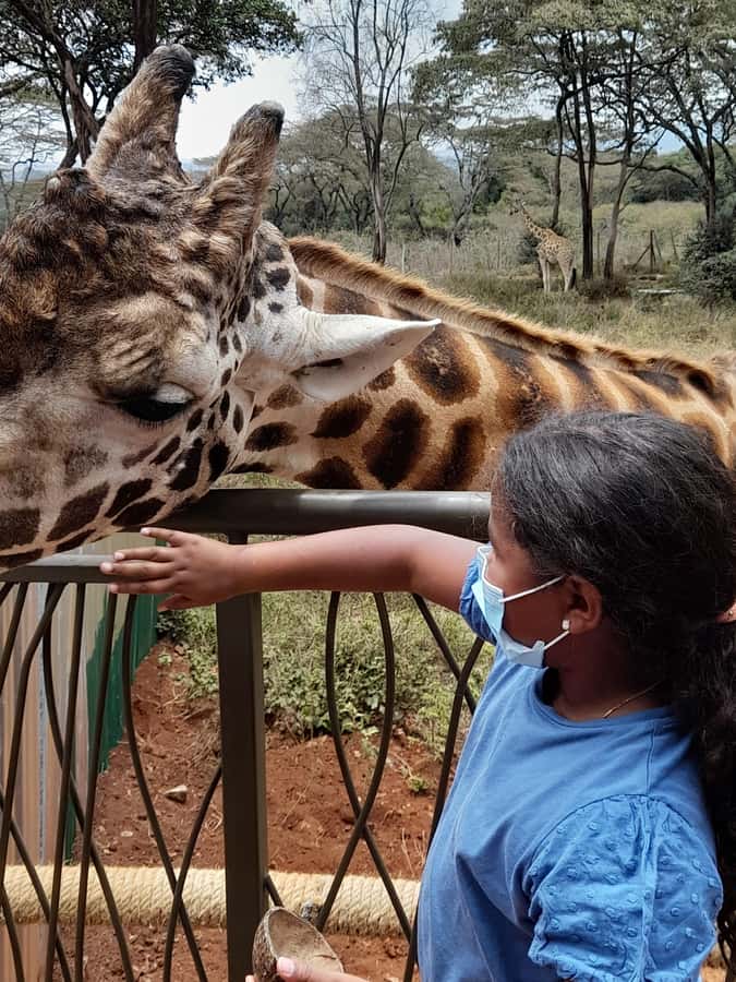 Nairobi: National Park, Elephant Orphanage, and Giraffe Tour - Should you book the Nairobi wildlife and culture tour?