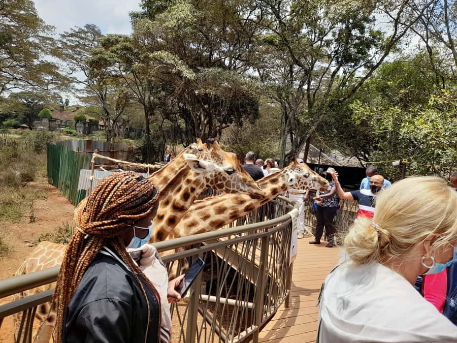 Nairobi: National Park, Elephant Orphanage, and Giraffe Tour - What the rooftop vehicle adds to the game drive