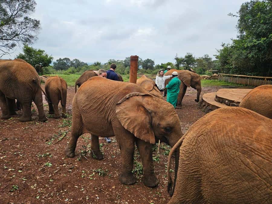 Nairobi: National Park, Elephant Orphanage & Giraffe Center - Who will get the most from this outing