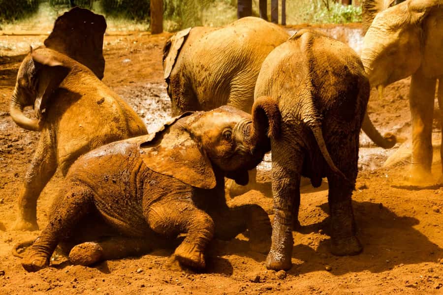 Nairobi: National Park, Elephant Orphanage & Giraffe Center - Baby elephants at the David Sheldrick Wildlife Trust