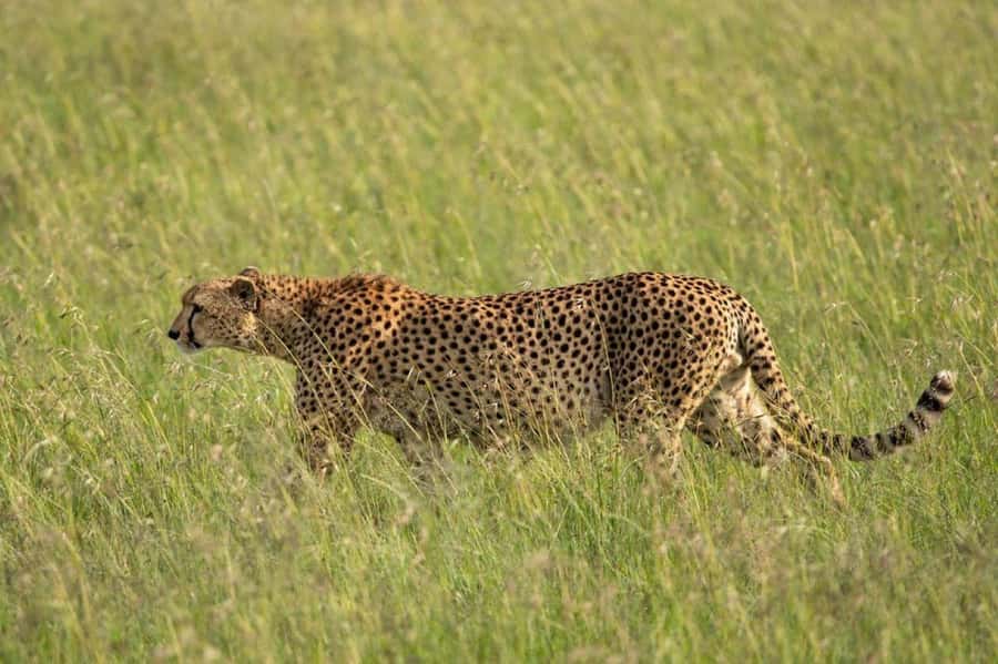 Nairobi: National Park, Elephant Orphanage & Giraffe Center - How the guides shape the day