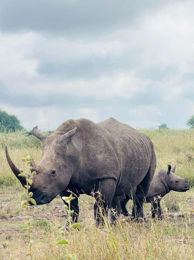 Nairobi: National Park, Elephant Orphanage & Giraffe Center - Who should book this Nairobi day tour?