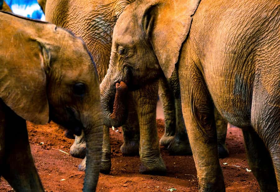 Nairobi: National Park, Elephant Orphanage, & Giraffe Center - What the four-hour park visit is really worth
