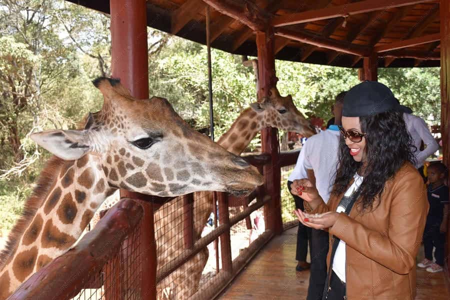 Nairobi: National Park, Elephant Orphanage, & Giraffe Centre - A Nairobi day built around three very different encounters