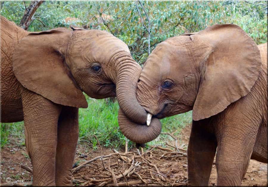 Nairobi: National Park, Elephant Orphanage, & Giraffe Centre - The one-hour window at the David Sheldrick Wildlife Trust