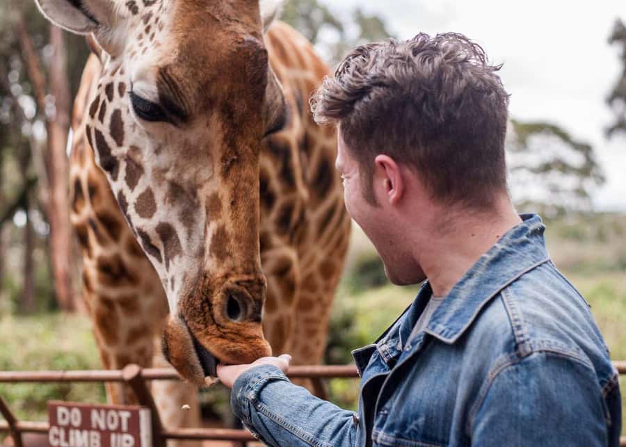 Nairobi: National Park, Elephant Orphanage, & Giraffe Centre - Feeding Rothschild giraffes at the Giraffe Centre