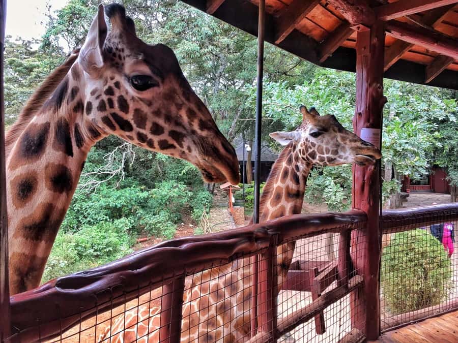 Nairobi: National Park, Elephant Orphanage, & Giraffe Centre - What the $76 price really covers
