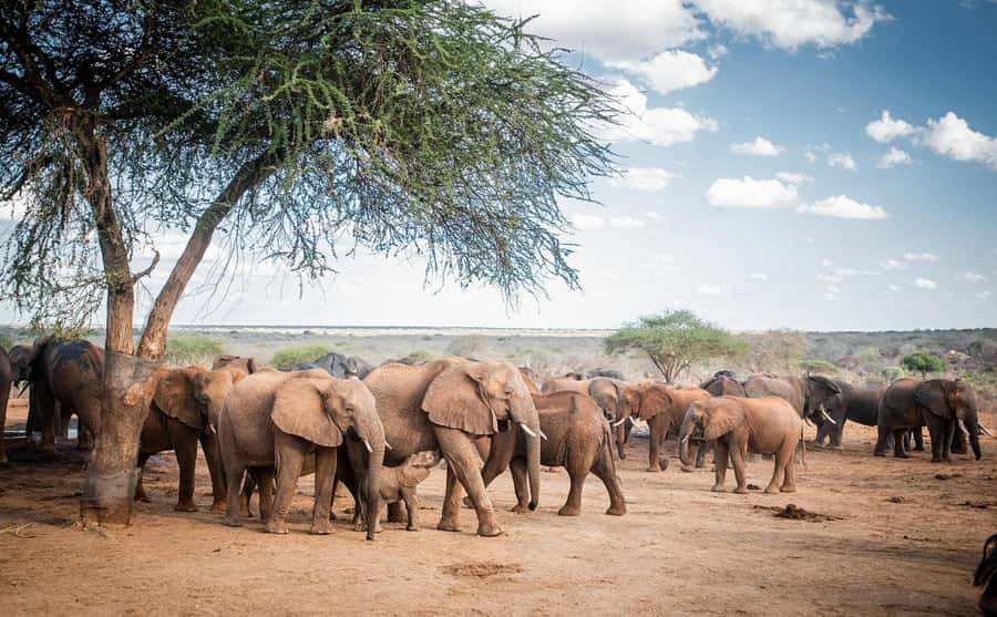 Nairobi: National Park, Elephant Orphanage, & Giraffe Centre - Who should book this Nairobi experience?