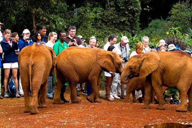 Nairobi National Park, Elephant Orphanage, Giraffe Centre Tour - The 5:30 am start and city pickup