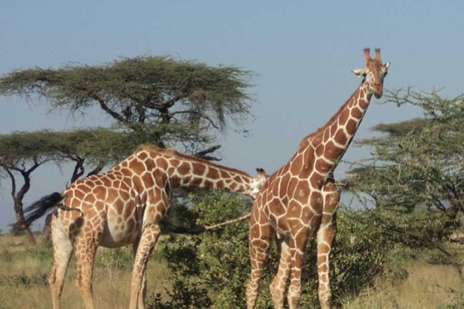 Nairobi National Park, Elephant Orphanage, Giraffe Centre Tour - Karen Blixen Museum and the final change of pace