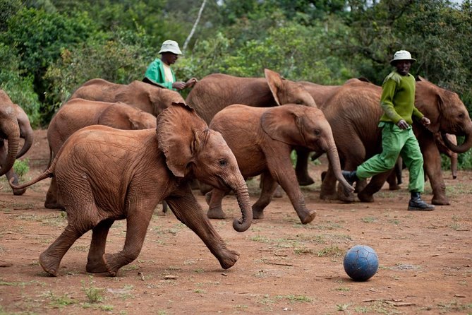 Nairobi National Park, Elephant Orphanage, Giraffe Centre Tour - What the $45 price really buys you