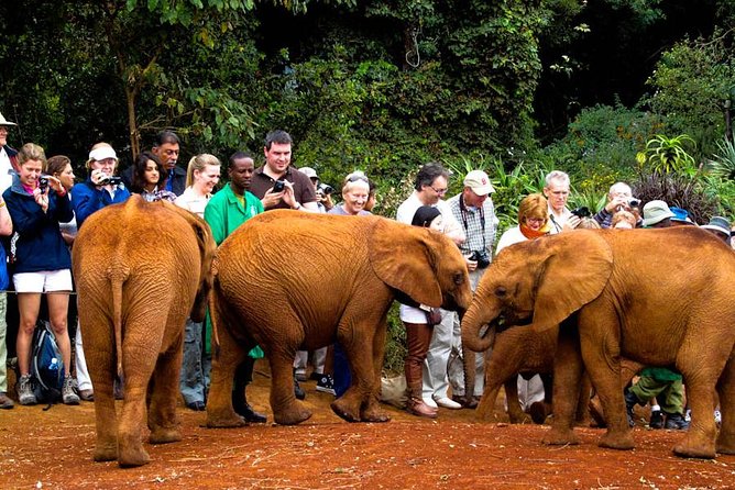 Nairobi National Park, Elephant Orphanage, Giraffe Centre Tour - Nairobi National Park: the strongest part of the day